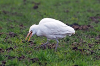 Cattle egret - Bubulcus ibis