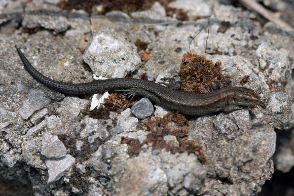 Common lizard - Lacerta vivipara