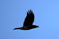 Raven - Corax corax