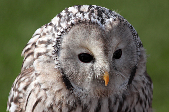 Ural owl - Strix uralensis