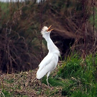 Cattle egret - Bubulcus ibis