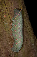 Lime hawk moth caterpillar