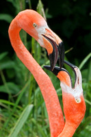 Caribbean flamingo - Phoenicopterus ruber