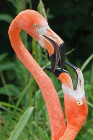 Caribbean flamingo - Phoenicopterus ruber