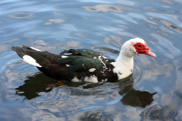 Muscovy duck - Cairina moschata
