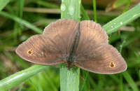 meadow brown - Maniola jurtina