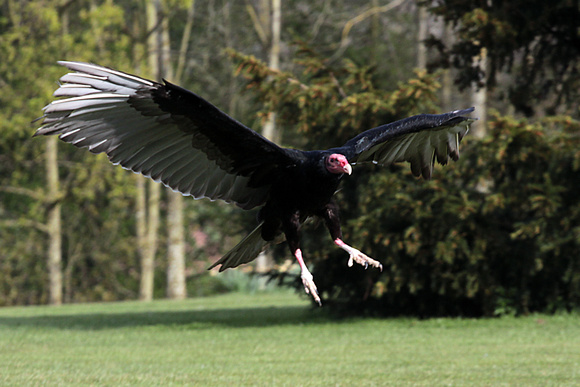 Turkey vulture - Catharates aura