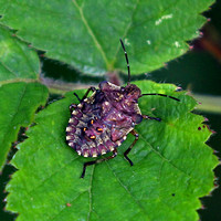 Bronze shield bug - Troilus luridus