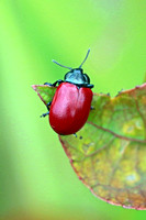 Poplar leaf beetle - Chrysomela populi