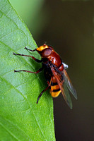 Hornet mimic hoverfly - Volucella zonaria