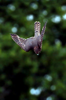 Merlin- Falco columbarius