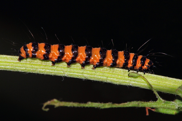 Cinnabar moth caterpillar - Tyria jacobaeae