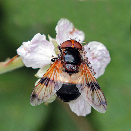Hover fly - Volucella pelluscens