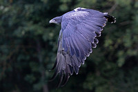 Grey eagle buzzard - Geranoaetus melanoleucus