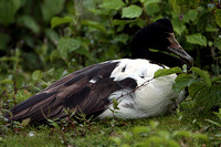 Magpie goose - Anseranas semipalmata