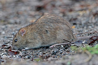 Brown rat - Rattus norvegicus