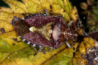 Sloe shield bug