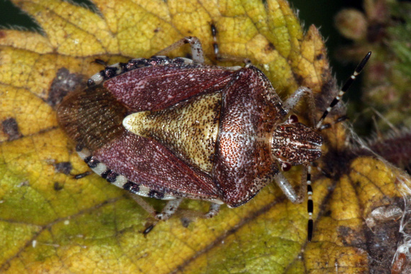 Sloe shield bug - Dolycoris baccarum