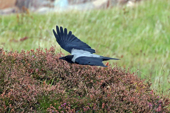 Hooded crow - Corvus cornix