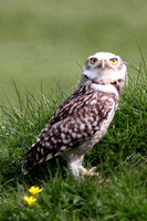 Burrowing owl - Athene culicularia