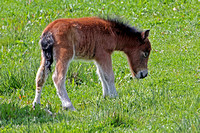 Domestic horse - Equus ferus caballus