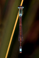 Scarce blue tailed damselfly - Ischnura pumillo