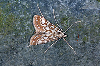 Brown china mark moth - Elophia nymphaeata