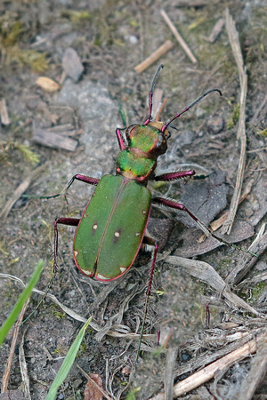 Green tiger beetle - Cicinela campestris