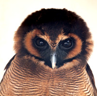 Asian brown wood owl - Strix leptogrammica