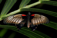 Asian swallowtail - papilio xuthus