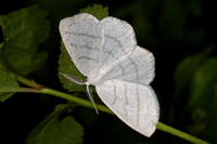 Small white wave - Asthena albulata