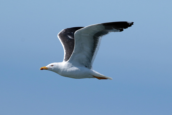 Lesser black backed gull - Larus fucus