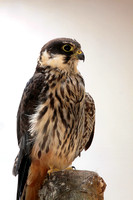 Eurasian hobby - Falco subbuteo