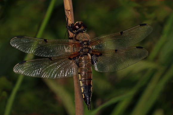 Four spotted  chaser - Libellula quadrimaculata