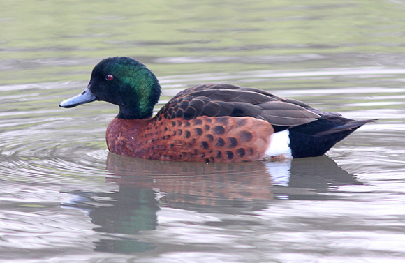 Chestnut breasted teal - Anas castanea