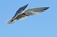 Common tern - Sterna hirundo