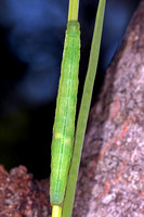 Small skipper caterpillar - Thymelicus silvestris