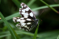 Marbled white - Melanargia galathea