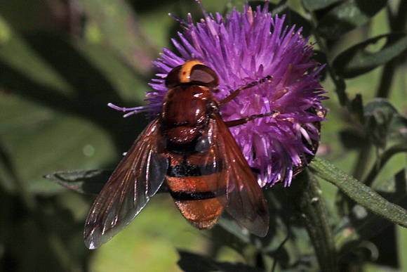 Hornet mimic hoverfly - Volucella zonaria