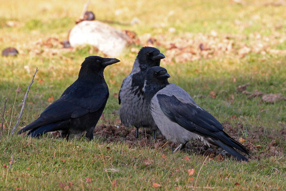 Hooded crow - Corvus cornix