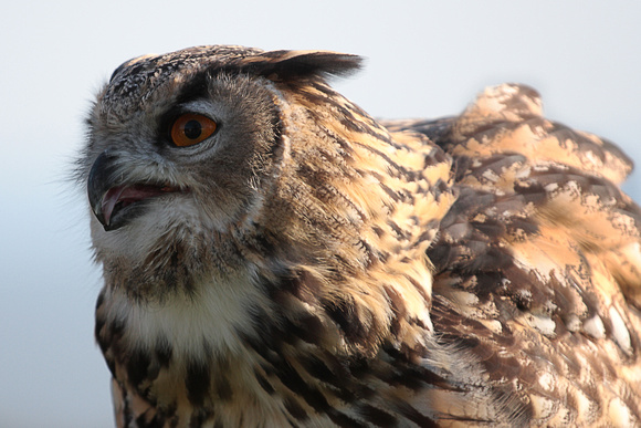 Indian eagle owl - Bubo bengalensis