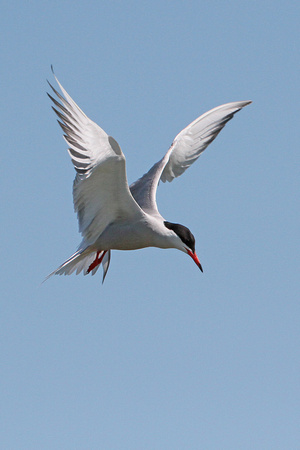 Common tern - Sterna hirundo