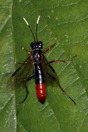 Sawfly - Tenthredopsis scutellaris