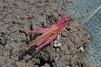 Field grasshopper - Corthippus brunneus