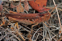 Field grasshopper - Chorthippus brunneus