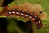 Knot grass moth caterpillar - Acronicta rumisis