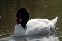 Black necked swan - Cygnus melanocoryphus