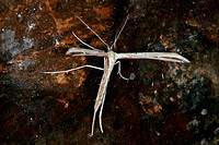 Plume moth - Emmelina monodactyla