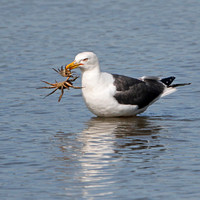Lesser black backed gull