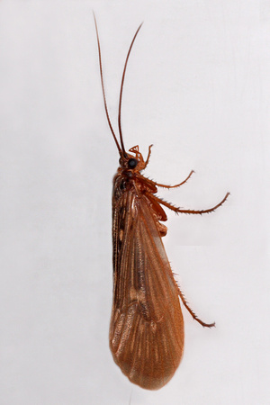 Caddis fly - Halesus radiatus